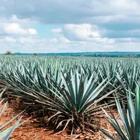 The Additive-Free Tequila Movement