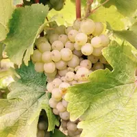 "Like Chardonnay Without All the Stuff"