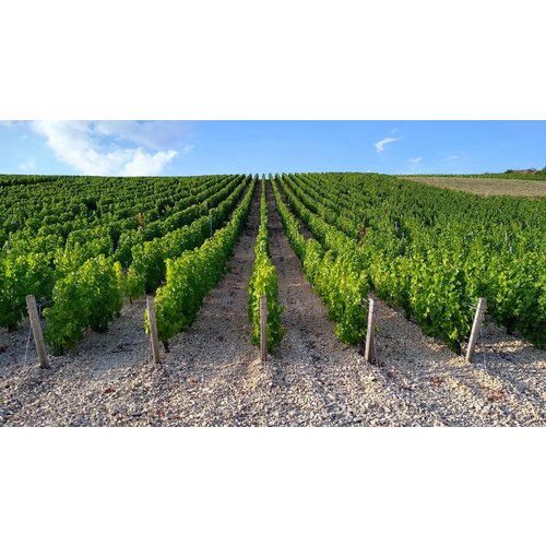 Tasting -- So You Think You Know Chardonnay? on April 4th @7:30pm
