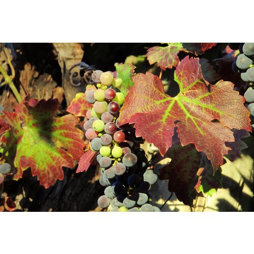 Tasting -- Margins Wine ft. Owner and Winemaker Megan Bell on April 11th @7:30pm