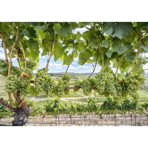 Tasting -- Brilliant Wines of Mendocino County! on April 25th @7:30pm