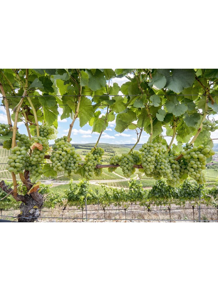 Tasting -- Brilliant Wines of Mendocino County! on April 25th @7:30pm