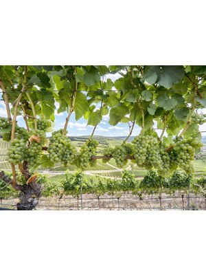 Tasting -- Brilliant Wines of Mendocino County! on April 25th @7:30pm