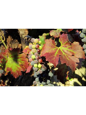 Tasting -- Margins Wine ft. Owner and Winemaker Megan Bell on April 11th @7:30pm