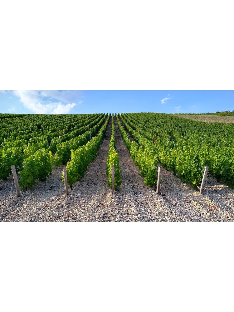 Tasting -- So You Think You Know Chardonnay? on April 4th @7:30pm