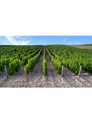 Tasting -- So You Think You Know Chardonnay? on April 4th @7:30pm